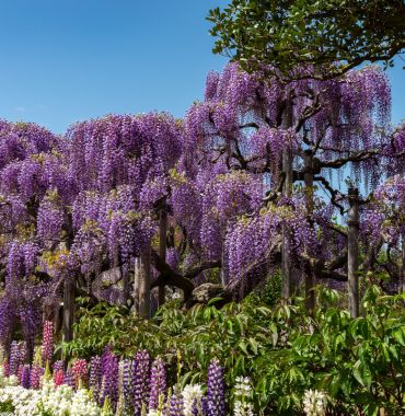 Ashikaga Flower Park Japan Discovering Destinations 370 x 380