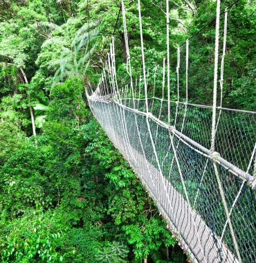 Canopy Walkway - Discovering Destinations