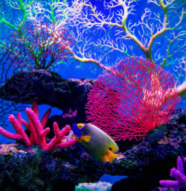 Coral World Ocean Discovering Destinations