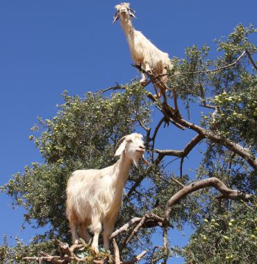 The tree goats of morocco