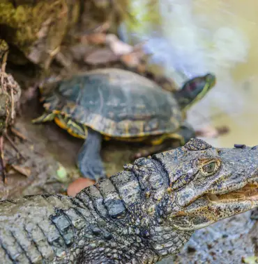 The Barbados Wildlife Reserve, Barbados - Discovering Destinations